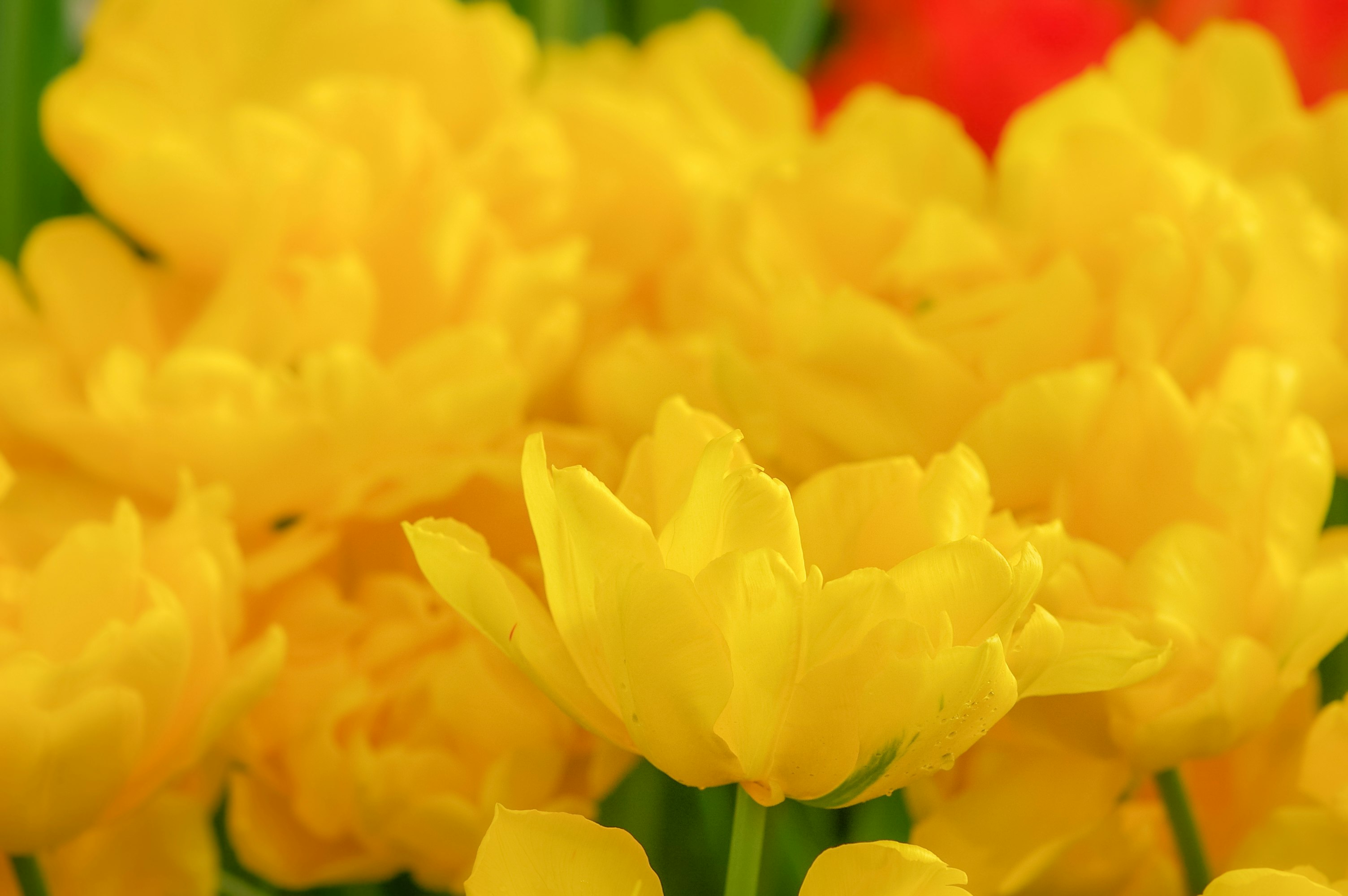 yellow flower in macro lens